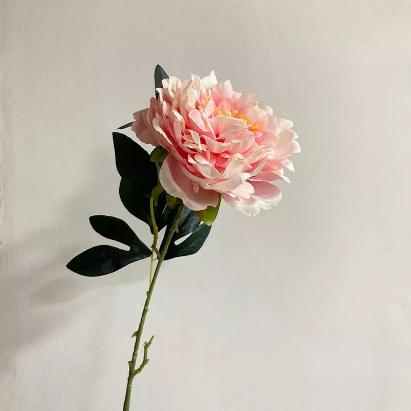 Lunga peonia falsa a stelo singolo